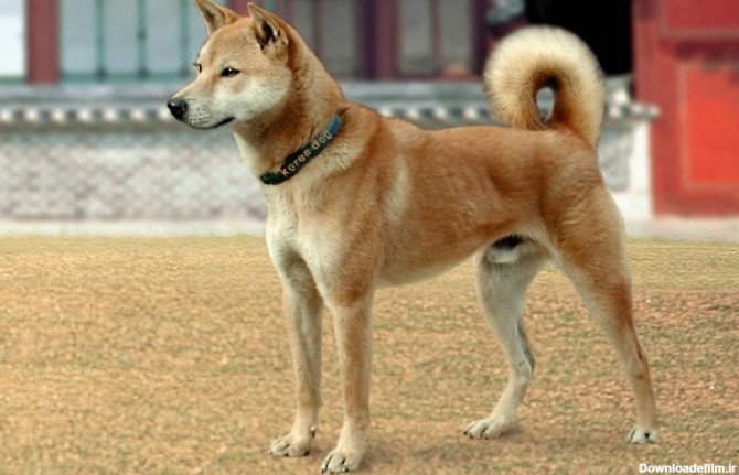 معرفی سگ جیندو کره‌ ای (کرین جیندو داگ)| سمبل وفاداری در کره