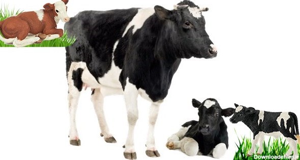 نکات پرورشی و مراقبتی گاو نژاد هلشتاین فریژن