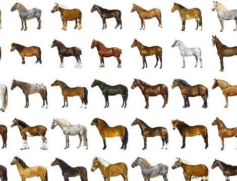 اطلاعات اسب تحقیق در مورد اسب