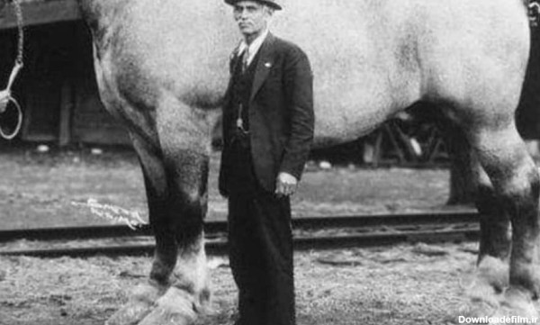 عجیب ترین اسب دنیا ، سنگین تر از یک ماشین!/ عکس - خبرآنلاین
