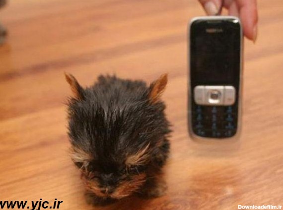 کوچکترین سگ دنیا +تصاویر