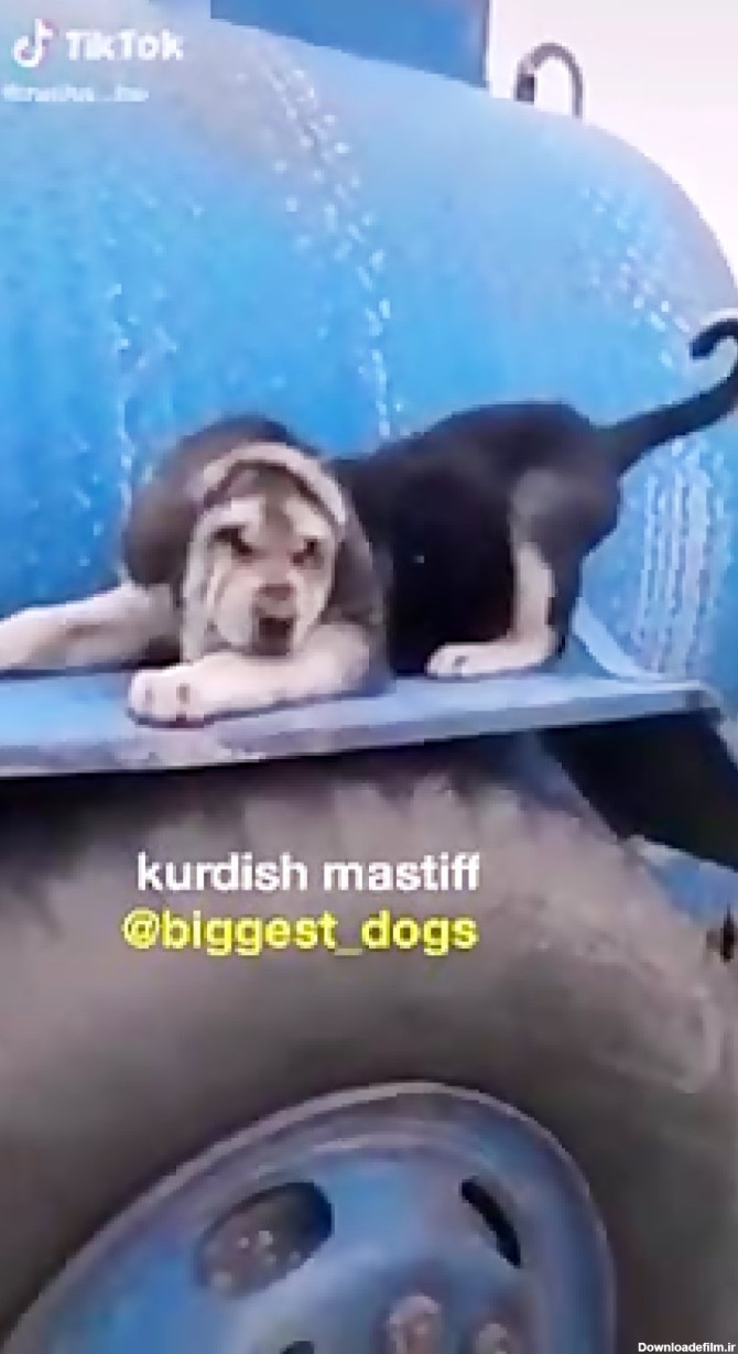 سگ پژدر-توله-جنگ سگ-عراقی-سرابی-خراسانی-قهدریجانی-آلابای-کانگال-گرگاس