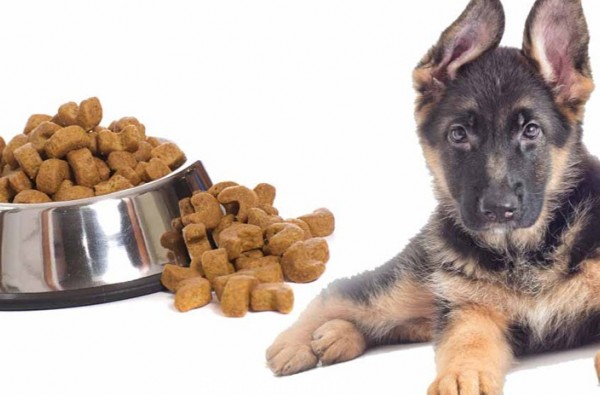 غذای سگ ژرمن |غذاهای مورد علاقه سگ ژرمن|پت شاپ آنلاین پتیپو