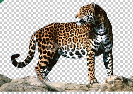 Borchin-ir-Jaguar-PNG-Clipart عکس پلنگ وحشی جگوار حیوانات وحشی آفریقا۲