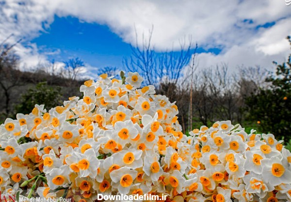 مشرق نیوز - عکس/ برداشت گل نرگس در مازندران