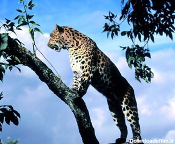 گربه وحشی روی درخت leopard on tree
