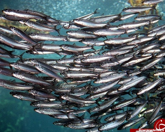 معرفی انواع ماهی‌های شمال و روش طبخ آن‌ها