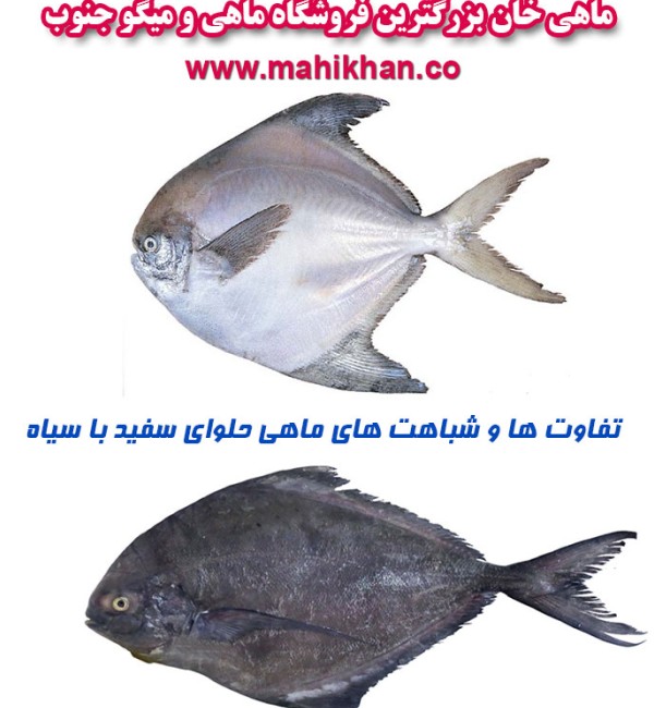 ماهی حلوا سفید جنوب - تفاوت آن با ماهی حلوا سیاه در چیست؟ | ماهی خان