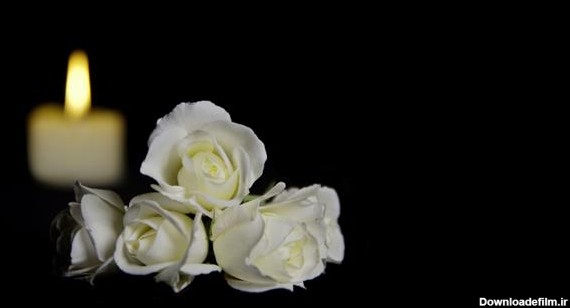 گل رز سفید زیبا با یک شمع سوزان در پس زمینه تیره گل و شمع تشییع