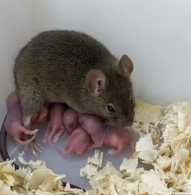 ویدیو) انبار پرورش موش های غول پیکر در تایوان! - رویداد ...