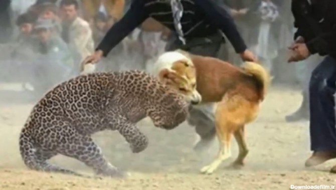حیات وحش - نبرد سگ و پلنگ