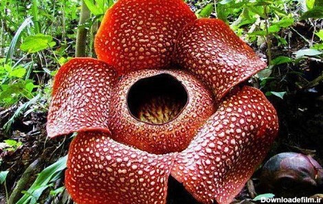 15 مورد ازگل و گیاهان زیبا ، عجیب و ترسناک ترین گیاهان دنیا | سروبان