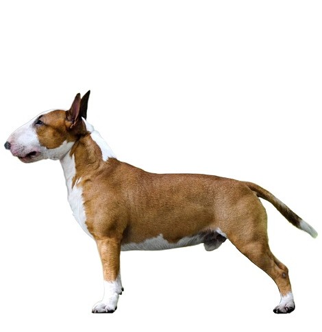 مشخصات ظاهری سگ بول تریر