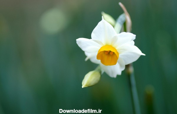 عکس تک شاخه گل نرگس سفید daffodil narcissus flowers