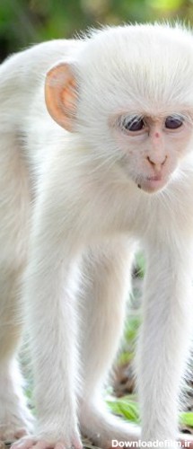 عکس میمون سفید