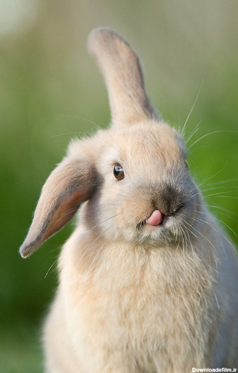 عکس های زیبا از خرگوش