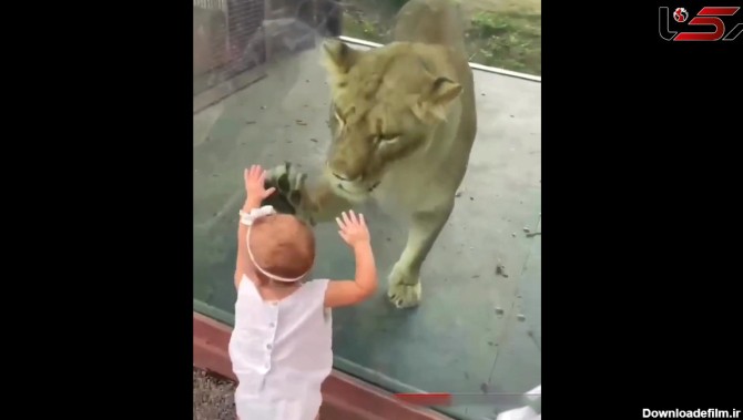 ببینید / رفتار دور از انتظار یک شیر درنده با کودک بی‌ دفاع + فیلم حیرت انگیز