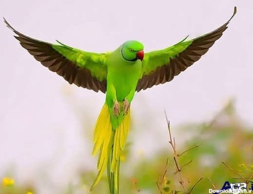 پرنده های زیبا و تماشایی سراسر جهان - تصاوير بزرگ - بهار نیوز