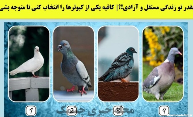 تست شخصیت براساس انتخاب کبوتر