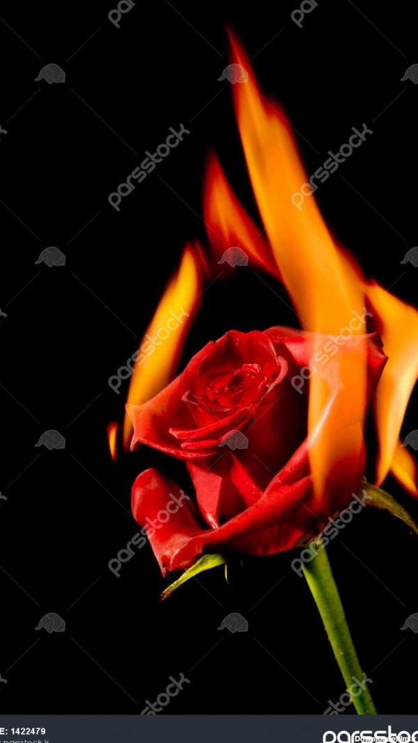 عکس یک گل قرمز سوختن بر روی آتش 1422479