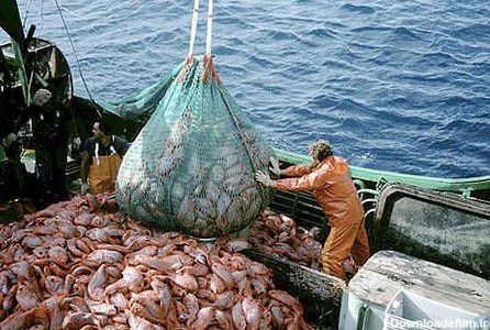 پیش بینی صید 920 تن میش ماهی در جاسک