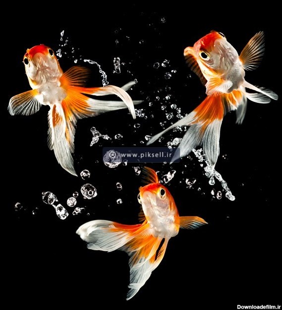 عکس با کیفیت از ماهی گلی های قرمز شب عید در آب و بکگراند سیاه