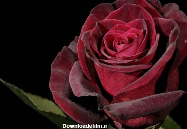 انواع گل رز تقدیم به همه دوستان... - عکس ویسگون
