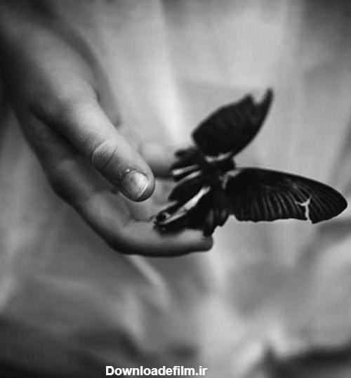 عکس پروانه سیاه سفید نشسته بر دست