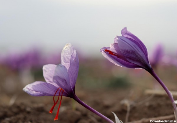 عکس زعفران + عکس گل زعفران (با کیفیت بالا) | ماه چین