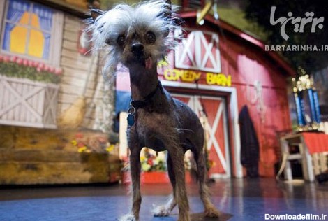 زشت ترین سگ جهان در سال 2012 + عکس