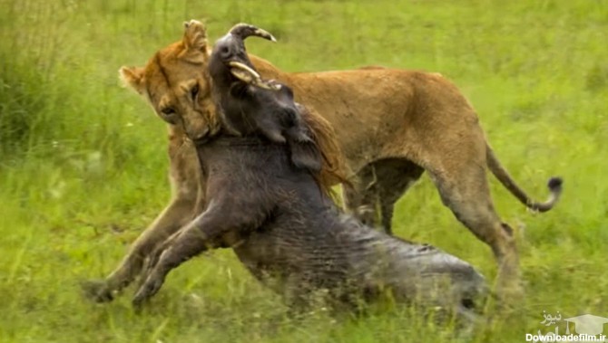 فیلم) کمین و حمله بی‌نقص شیر ماده برای شکار گراز