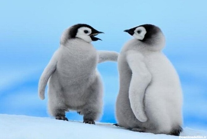 ببینید | ذوق‌زدگی دیدنی جوجه پنگوئن‌ها از ابراز محبت یک انسان