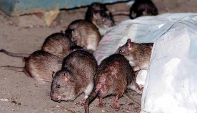 کشف موش‌های غول پیکر افسانه‌ای در آمریکا (+عکس)