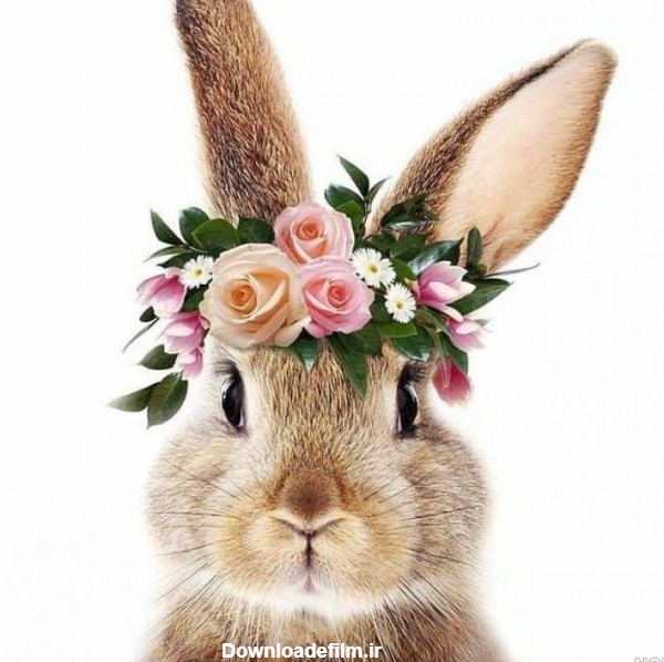 عکس خرگوش برای پروفایل - عکس نودی