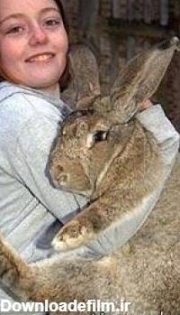 بزرگترین خرگوش دنیا کشته شد + عکس