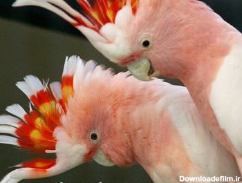 طوطی صورتی کاکل دار pink parrot