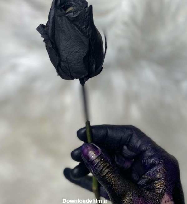 عکس گل رز سیاه با کیفیت بالا