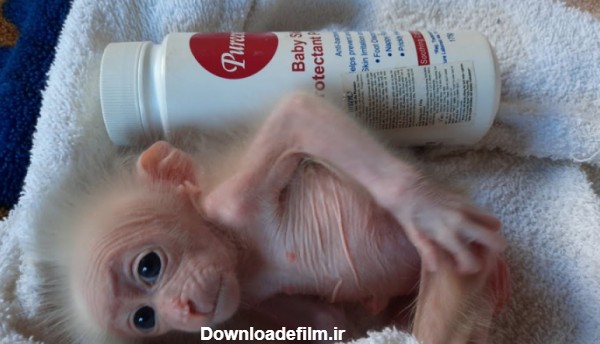 بچه میمون تازه متولد شده