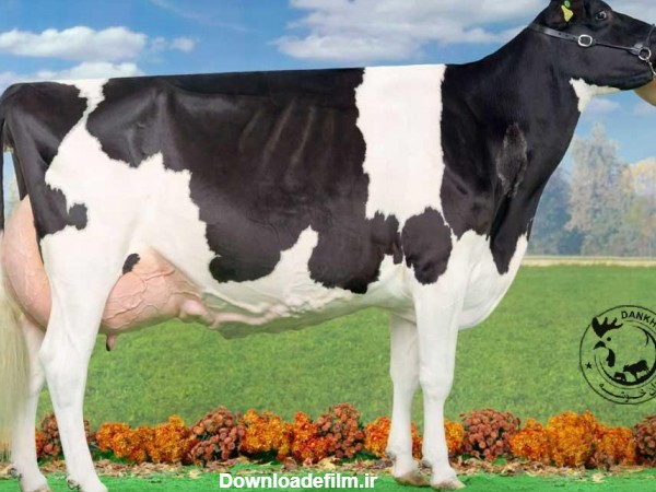 انواع گاو های شیری و گوشتی – دان خوشه