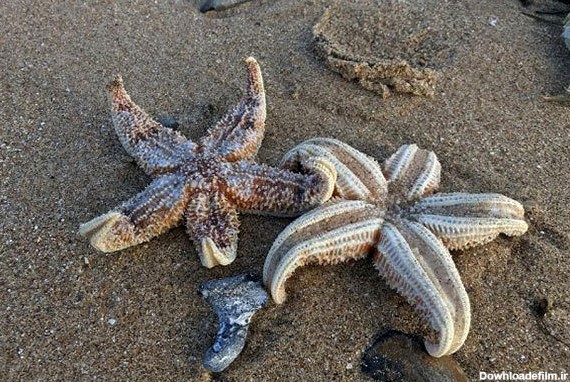 هزاران ستاره دریایی مرده در ساحل انگلیس + عکس