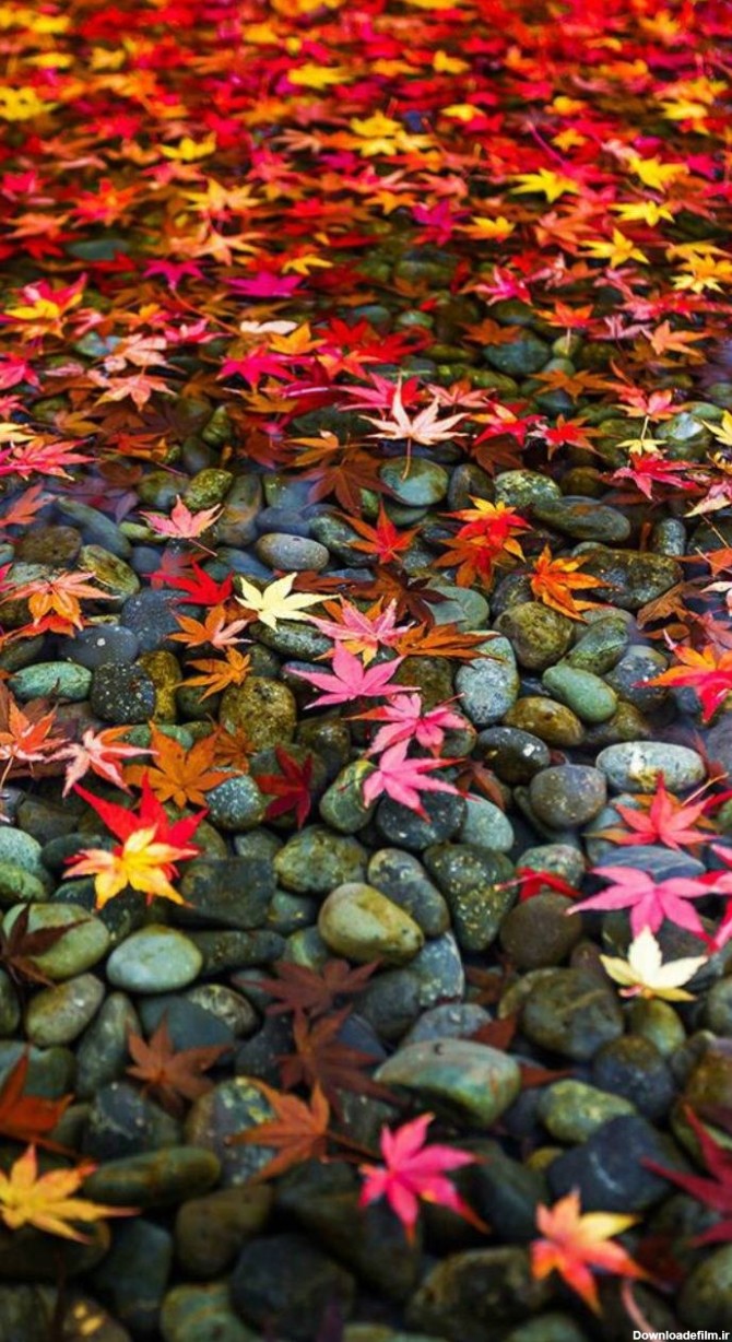عکس زمینه برگهای پاییزی روی آب پس زمینه | والپیپر گرام