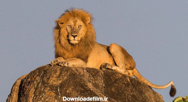 فرارو | (تصاویر) شیر شاه واقعی!