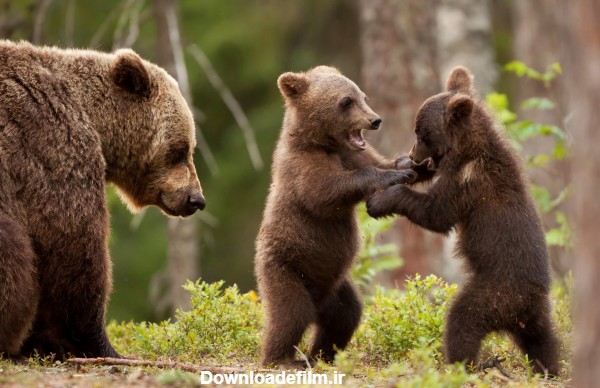 جدیدترین عکس های خرس