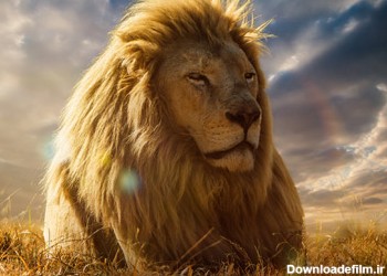 عکس شیر نر بالغ lion king wallpaper
