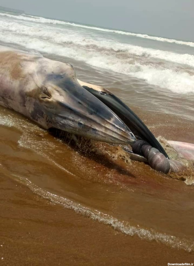 کشف لاشه نهنگ غول پیکر در سواحل چابهار+ عکس