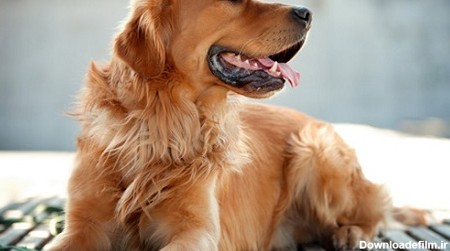 2. سگ رتریور طلایی  (Golden Retriever)