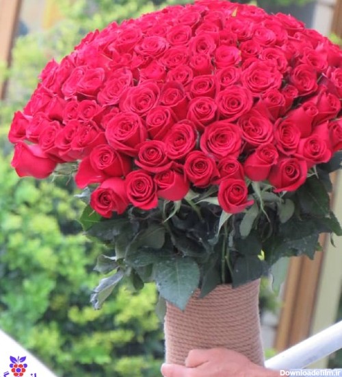 عکس دسته گل رز قرمز زیبا برای پروفایل
