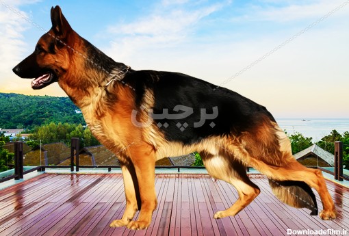 german shepherd dog images free عکس سگ نژاد ژرمن شپرد بدون پس زمینه۲