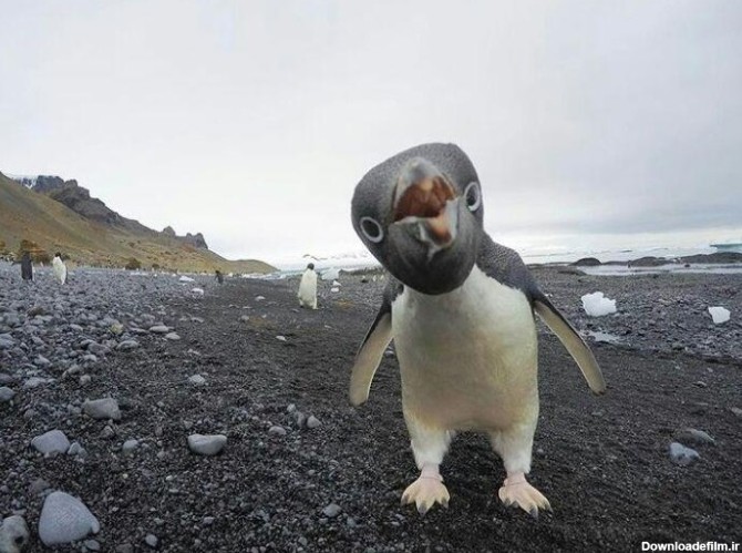 آخرین خبر | ژست جالب جوجه پنگوئن جلوی دوربین