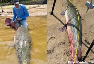 این ماهی غول‌پیکر رکوردها را جابه‌جا کرد!/ عکس - خبرآنلاین
